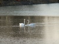 Сучасний Бориспіль