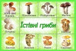 Сезон грибів відкрито. Як уникнути отруєння?