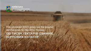 Під урожай 2023 року на Київщині запланували посіяти  понад 130 тисяч гектарів озимих зернових культур