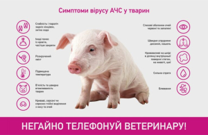 На території Бориспільської міської територіальної громади запроваджено карантин щодо африканської чуми свиней