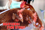 Грип птиці – вірусна хвороба,що здатна вразити і свійську і дику птицю