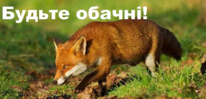 Укуси не щеплених домашніх і диких тварин несуть у собі ризик захворювання на сказ